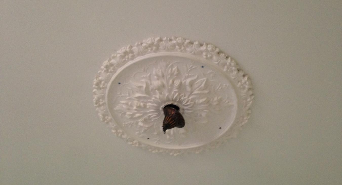 Plaster Ceiling Rose/Chandelier Install in Bristol